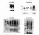 Fig. 13 - Nucleic acids and proteins from groups A & B