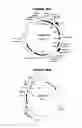 Fig. 17 - Nucleic acids and proteins from groups A & B