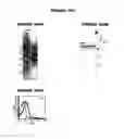 Fig. 30 - Nucleic acids and proteins from groups A & B