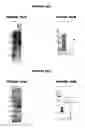 Fig. 32 - Nucleic acids and proteins from groups A & B