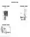 Fig. 35 - Nucleic acids and proteins from groups A & B