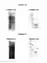 Fig. 40 - Nucleic acids and proteins from groups A & B