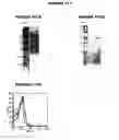 Fig. 42 - Nucleic acids and proteins from groups A & B