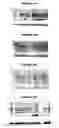 Fig. 51 - Nucleic acids and proteins from groups A & B