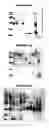 Fig. 63 - Nucleic acids and proteins from groups A & B