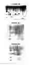 Fig. 66 - Nucleic acids and proteins from groups A & B