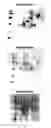Fig. 67 - Nucleic acids and proteins from groups A & B