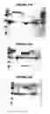 Fig. 72 - Nucleic acids and proteins from groups A & B