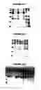 Fig. 73 - Nucleic acids and proteins from groups A & B