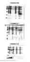 Fig. 76 - Nucleic acids and proteins from groups A & B