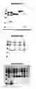 Fig. 77 - Nucleic acids and proteins from groups A & B