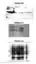 Fig. 78 - Nucleic acids and proteins from groups A & B