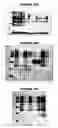 Fig. 79 - Nucleic acids and proteins from groups A & B