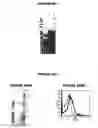 Fig. 84 - Nucleic acids and proteins from groups A & B