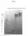 Fig. 03 - Physiologically active polypeptide conjugate having prolonged in vivo half-life