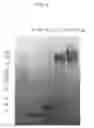 Fig. 04 - Physiologically active polypeptide conjugate having prolonged in vivo half-life