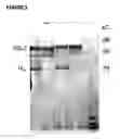 Fig. 02 - Bispecific antibodies and methods for production thereof