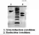 Fig. 06 - Insulinotropic complex using an immunoglobulin fragment
