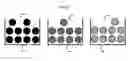 Fig. 11 - PURIFICATION OF CARBON NANOTUBES VIA BIOMOLECULES