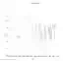 Fig. 09 - Process for the preparation of levocetirizine and intermediates thereof