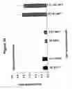 Fig. 40 - LIPID NANOPARTICLE BASED COMPOSITIONS AND METHODS FOR THE DELIVERY OF BIOLOGICALLY ACTIVE MOLECULES