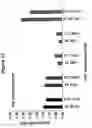 Fig. 41 - LIPID NANOPARTICLE BASED COMPOSITIONS AND METHODS FOR THE DELIVERY OF BIOLOGICALLY ACTIVE MOLECULES