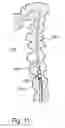 Fig. 10 - SYSTEM AND METHOD FOR NAVIGATING A TOOL WITHIN A BODY CONDUIT