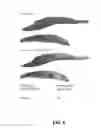 Fig. 09 - CAROTID PLAQUE IDENTIFICATION METHOD