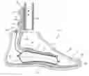 Fig. 01 - Foot prosthesis having cushioned ankle