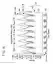 Fig. 13 - Multiple compartment dosing model