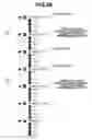Fig. 28 - Information processing apparatus and staple attribute setting method