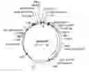 Fig. 01 - Kernel productivity of plants through the modulation of glutamine synthetase activity