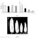 Fig. 06 - Kernel productivity of plants through the modulation of glutamine synthetase activity