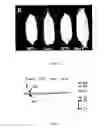 Fig. 08 - Kernel productivity of plants through the modulation of glutamine synthetase activity