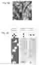 Fig. 05 - Materials and methods for the preparation of anisotropically-ordered solids