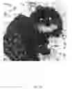 Fig. 16 - Effects applied to images in a browser