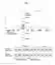 Fig. 08 - Method and apparatus for decoding/encoding a video signal with inter-view reference picture list construction