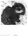 Fig. 16 - Selective image editing in a browser
