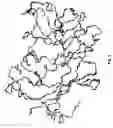 Fig. 06 - CONJUGATES BETWEEN A VARIANT STAPHYLOCOCCAL ENTEROTOXIN E SUPERANTIGEN AND A TARGETING ANTIBODY THAT BINDS TO A CANCER-ASSOCIATED CELL SURFACE STRUCTURE