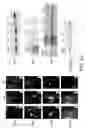 Fig. 22 - Kidney structures and methods of forming the same