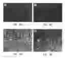 Fig. 09 - Targeted delivery to legumain-expressing cells