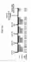 Fig. 09 - Parathyroid hormone receptor activation and stem and progenitor cell expansion