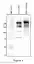 Fig. 02 - Factor VIII polymer conjugates