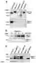 Fig. 01 - METHODS AND COMPOUNDS FOR MODULATING INFLAMMATORY PROCESSES