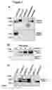 Fig. 02 - METHODS AND COMPOUNDS FOR MODULATING INFLAMMATORY PROCESSES