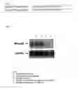 Fig. 02 - Compounds and methods for down-regulating Wrap53 protein by RNA interference