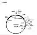 Fig. 02 - VIRUS TOLERANT PLANTS AND METHODS OF PRODUCING SAME