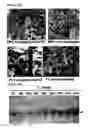 Fig. 06 - VIRUS TOLERANT PLANTS AND METHODS OF PRODUCING SAME