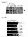 Fig. 07 - VIRUS TOLERANT PLANTS AND METHODS OF PRODUCING SAME