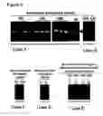 Fig. 08 - VIRUS TOLERANT PLANTS AND METHODS OF PRODUCING SAME